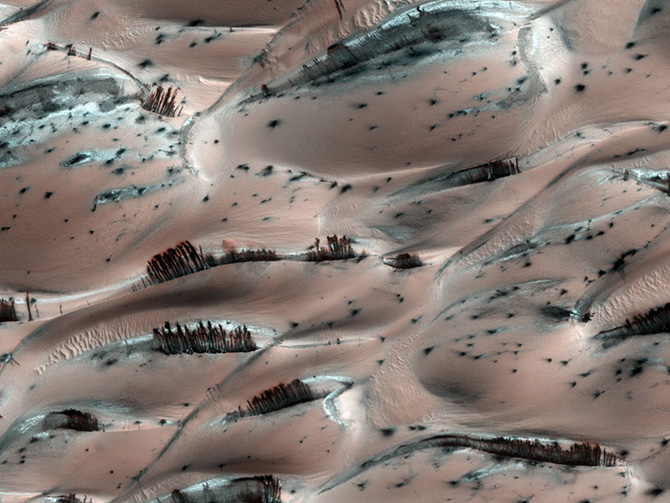 photograph of mars surface that looks like it has trees on it