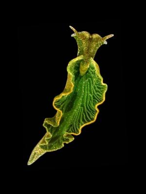 solar slug