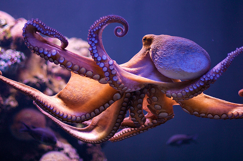 fuck yeah octopus