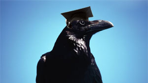 smart crow
