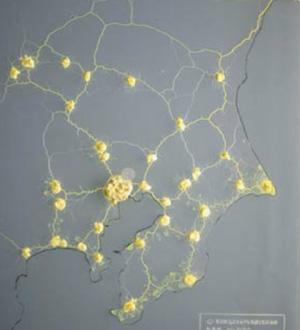 tokyo slime mold