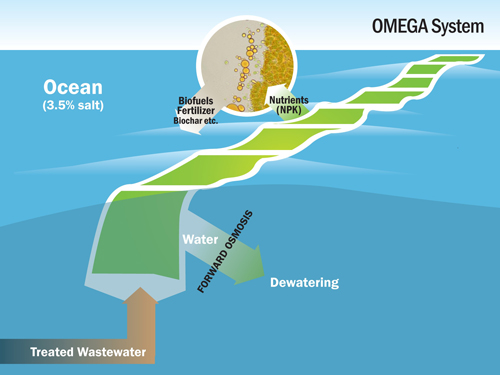OMEGA Systems - algae