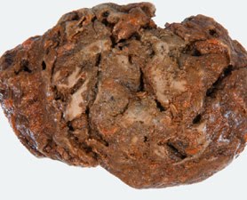 700 year old preserved brain