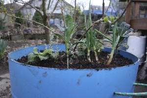 Container Food Forest Container Food Forest