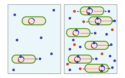 Quorum sensing diagram