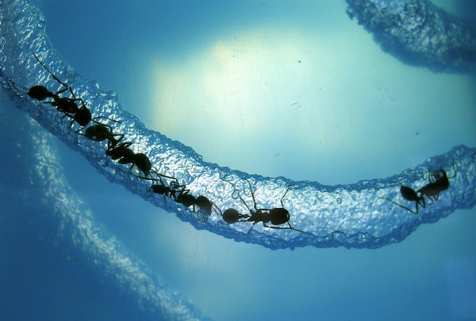 Ants