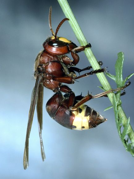 solar powered oriental wasp 29886 600x450 Oriental Hornets Can Generate Electricity from Sunlight