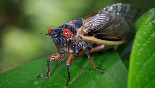 cicada530 Cicadas Wake Up from 13 Year Slumber, Prepare to Swarm