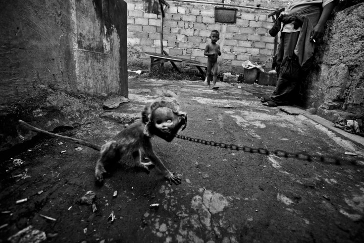 masked monkeys The Masked Monkeys of Indonesia