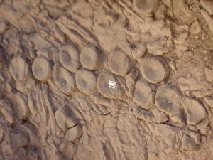 Kraken kraken 300x225 Did Prehistoric Giant Squid Make Art From Bones?